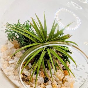 Product Image for  Hanging Terrarium with Live Air Plant