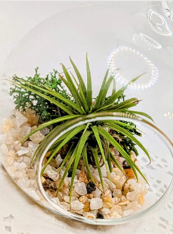 Product Image for  Hanging Terrarium with Live Air Plant